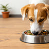 Can I Feed My Dog Homemade Food Everyday? A Comprehensive Guide