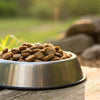 Can I Feed My Dog Just Dry Food? Exploring the Nutritional Landscape