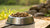 Can I Feed My Dog Just Dry Food? Exploring the Nutritional Landscape