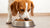 Can I Feed My Dog Kibble and Cooked Meat? Understanding the Best Feeding Practices for Your Canine Companion