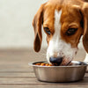 Can I Feed My Dog Kibble and Raw Food? Exploring the Benefits and Risks