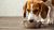 Can I Feed My Dog Kibble and Raw Food? Exploring the Benefits and Risks