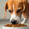 Can I Feed My Dog Only Dry Food? Understanding the Benefits and Considerations