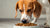 Can I Feed My Dog Only Dry Food? Understanding the Benefits and Considerations