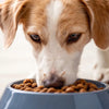 Can I Feed My Dog Only Wet Food? A Comprehensive Guide to Wet Dog Diets