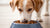 Can I Feed My Dog Only Wet Food? A Comprehensive Guide to Wet Dog Diets