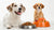 Can I Feed My Dog Puppy Food Forever? Understanding Canine Dietary Needs