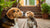 Can I Feed My Dog Puppy Food? Understanding the Nutritional Needs of Dogs at Different Life Stages