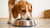Can I Feed My Dog Raw and Cooked Food? Exploring the Best Nutritional Approach for Your Canine Companion