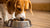 Can I Feed My Dog Raw Food and Kibble? Exploring the Balance for a Healthy Diet