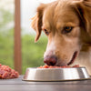 Can I Feed My Dog Raw Food? Exploring the Raw Diet Dilemma