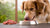 Can I Feed My Dog Raw Food? Exploring the Raw Diet Dilemma