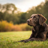 Can I Feed My Dog Right After Exercise? Understanding the Best Practices for Dog Nutrition