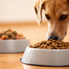 Can I Feed My Dog Wet and Dry Food Together? Understanding the Benefits and Best Practices