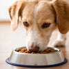 Can I Feed My Dog Wet Food Every Day? Exploring the Pros and Cons