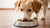 Can I Feed My Dog Wet Food Every Day? Exploring the Pros and Cons