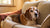 Can I Feed My Old Dog Puppy Food? Understanding Dietary Needs for Dogs of All Ages