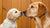 Can I Feed My Puppy Adult Dog Food? Understanding Your Pup's Nutritional Needs