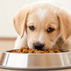 Can I Feed My Puppy Canned Dog Food? Understanding the Benefits and Best Practices