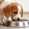 Can I Feed My Puppy Dog Food? Understanding the Dietary Needs of Your Growing Companion