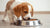 Can I Feed My Puppy Dog Food? Understanding the Dietary Needs of Your Growing Companion
