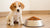 Can I Feed My Puppy Regular Dog Food? Understanding the Right Nutrition for Your Growing Pup