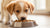 Can I Feed My Puppy Wet Dog Food? Understanding the Benefits and Best Practices