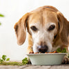 Can I Feed My Senior Dog Puppy Food? Understanding Nutritional Needs for All Life Stages