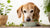 Can I Feed My Senior Dog Puppy Food? Understanding Nutritional Needs for All Life Stages