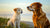 Can I Feed My Young Dog Senior Food? Understanding Canine Nutrition Across Life Stages-141041467631