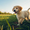 Can I Feed Puppy Adult Dog Food? Understanding the Nutritional Needs of Your Growing Pup
