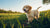 Can I Feed Puppy Adult Dog Food? Understanding the Nutritional Needs of Your Growing Pup