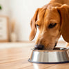 Can I Feed Puppy Food to Adult Dog? Understanding Nutritional Needs and Feeding Practices