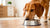 Can I Feed Puppy Food to Adult Dog? Understanding Nutritional Needs and Feeding Practices