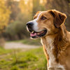 Can I Feed Puppy Food to My Adult Dog? Understanding Nutritional Needs at Every Life Stage