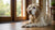 Can I Feed Puppy Food to My Senior Dog? Understanding Canine Nutritional Needs