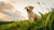 Can I Feed Puppy Regular Dog Food? Understanding Puppy Nutrition