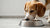 Can I Feed Raw and Cooked Food to My Dog? A Comprehensive Guide