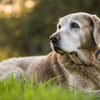 Can I Feed Senior Dog Puppy Food? Understanding Your Dog's Nutritional Needs