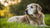 Can I Feed Senior Dog Puppy Food? Understanding Your Dog's Nutritional Needs