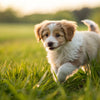 Can I Give a Puppy Adult Dog Food? Understanding Your Puppy’s Nutritional Needs