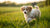 Can I Give a Puppy Adult Dog Food? Understanding Your Puppy’s Nutritional Needs