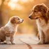 Can I Give Adult Dog Food to Puppy? Understanding Your Dog's Nutritional Needs