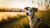 Can I Give My Dog a Biscuit? Everything You Need to Know-141109395695