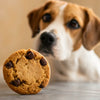 Can I Give My Dog a Cookie? Understanding the Risks and Alternatives