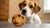 Can I Give My Dog a Cookie? Understanding the Risks and Alternatives