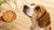 Can I Give My Dog a Peanut Butter Cookie? Understanding Risks and Safe Treat Options-141102678255