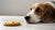 Can I Give My Dog a Sugar Cookie? Understanding the Risks and Alternatives-141102743791