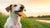 Can I Give My Dog Biscuits? Understanding Safe Treat Options for Our Canine Friends