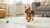 Can I Give My Dog Dental Chews Every Day? Understanding the Benefits and Risks